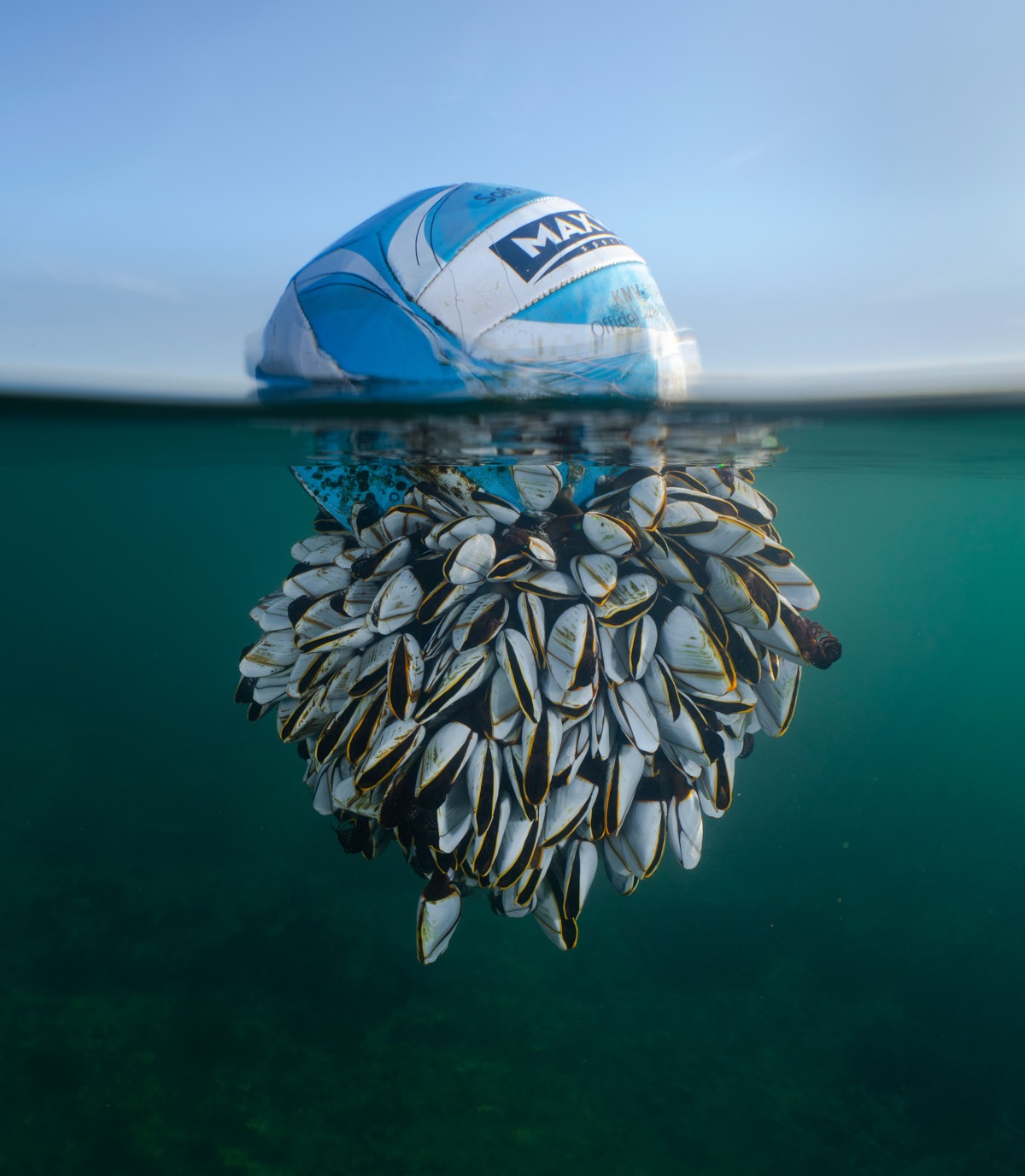 Ocean Drifter, winner of the British Wildlife Photographer of the Year 2024 and Winner of Coast & Marine, by Ryan Stalker.