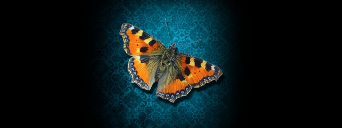 An image of a butterfly against a blue patterned backdrop for HangFire Theatre's Pygmalion.