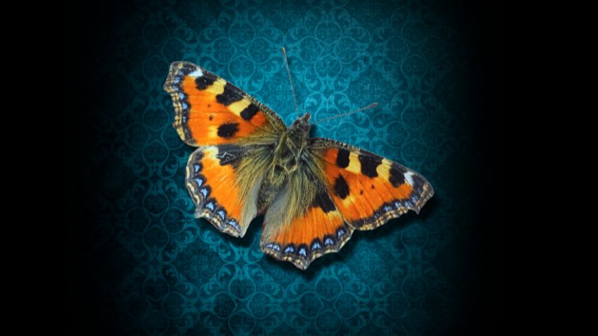 An image of a butterfly against a blue patterned backdrop for HangFire Theatre's Pygmalion.