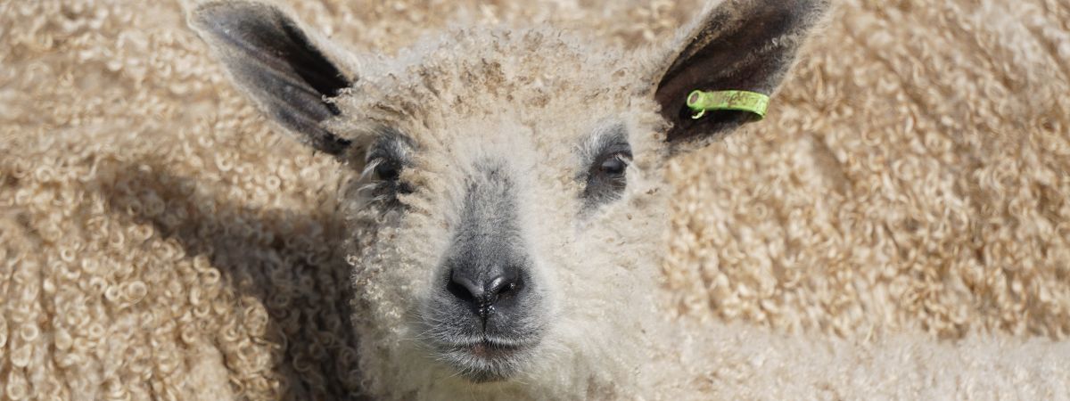 A photograph of a new Wensleydale lamb against their mother's fleece for Elaine Vizor's exhibition Following Ewe.