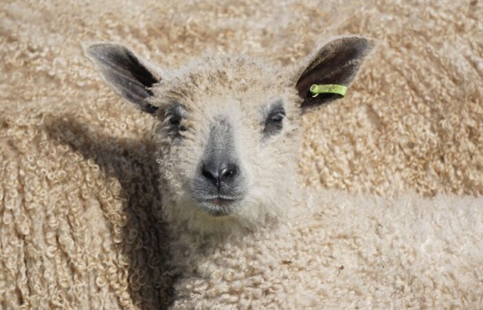 A photograph of a new Wensleydale lamb against their mother's fleece for Elaine Vizor's exhibition Following Ewe.